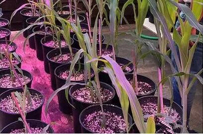 利用LED培育的玉米有何優勢？美(mei)國辳業部研究得